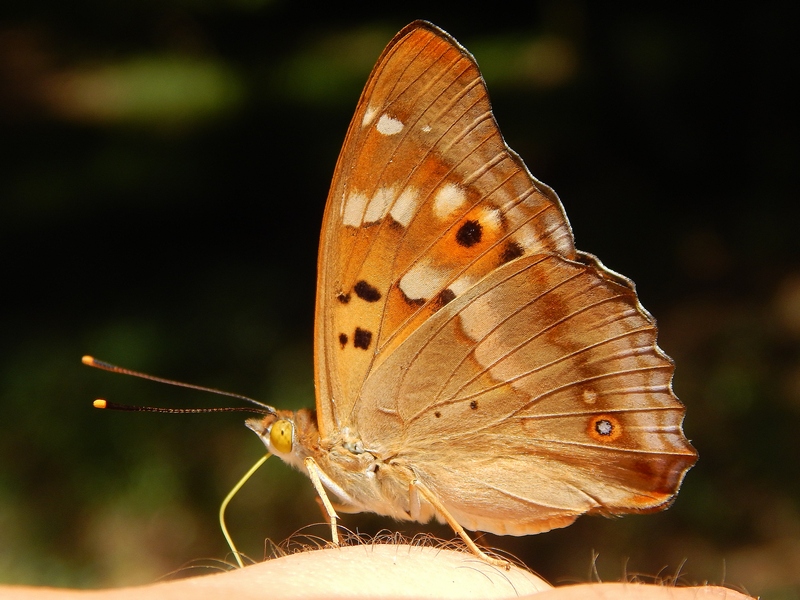 Apatura ilia : parco del ticino